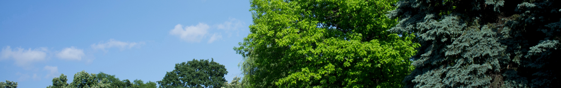 Schone blauwe lucht en bomen