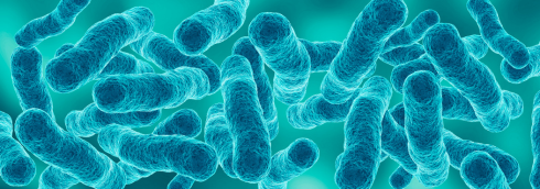 Tuberculose cellen